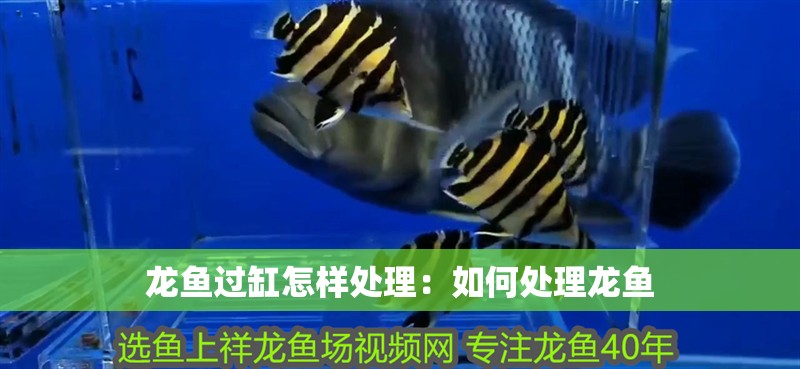 龍魚過缸怎樣處理：如何處理龍魚