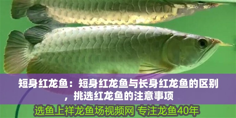 短身紅龍魚：短身紅龍魚與長身紅龍魚的區(qū)別，挑選紅龍魚的注意事項(xiàng)