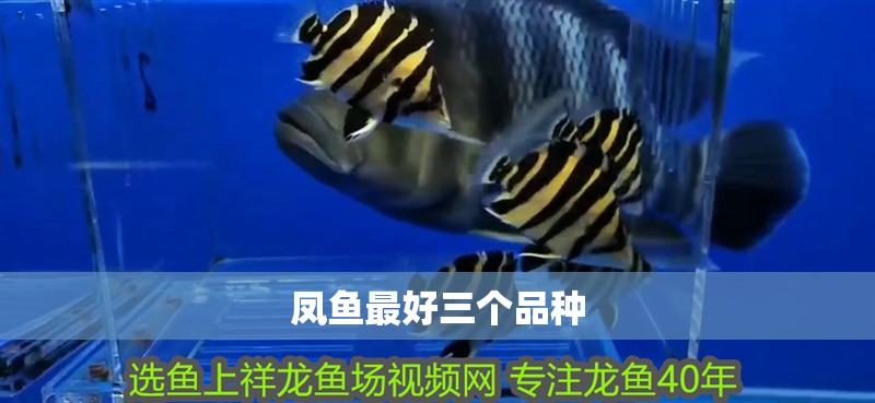 鳳魚最好三個品種