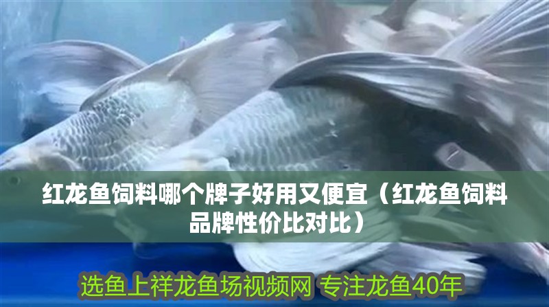 紅龍魚飼料哪個牌子好用又便宜（紅龍魚飼料品牌性價比對比）