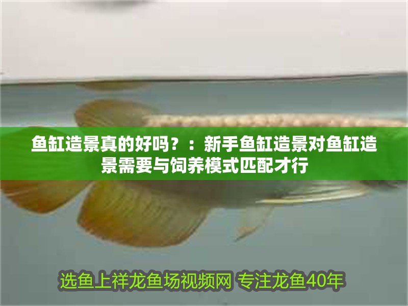 魚缸造景真的好嗎？：新手魚缸造景對魚缸造景需要與飼養(yǎng)模式匹配才行