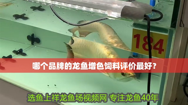 哪個品牌的龍魚增色飼料評價最好？