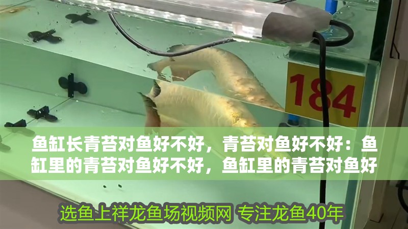魚缸長青苔對魚好不好，青苔對魚好不好：魚缸里的青苔對魚好不好，魚缸里的青苔對魚好不好呢