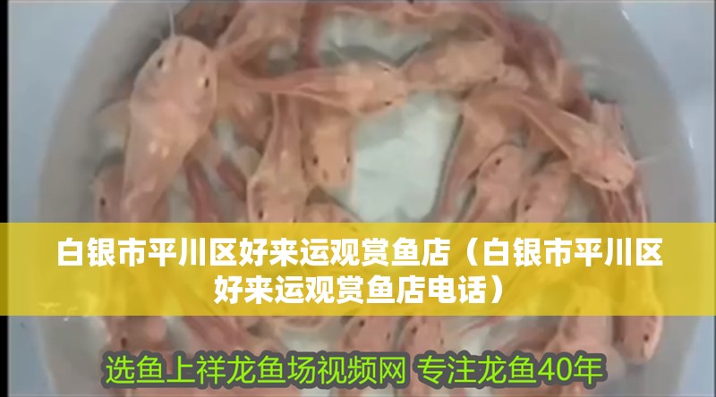 白銀市平川區好來運觀賞魚店（白銀市平川區好來運觀賞魚店電話）