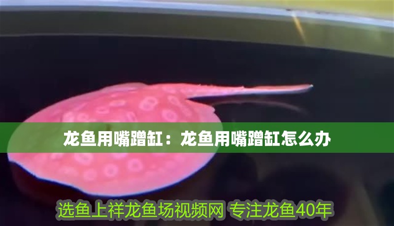 龍魚用嘴蹭缸：龍魚用嘴蹭缸怎么辦