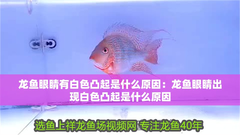 龍魚(yú)眼睛有白色凸起是什么原因：龍魚(yú)眼睛出現(xiàn)白色凸起是什么原因