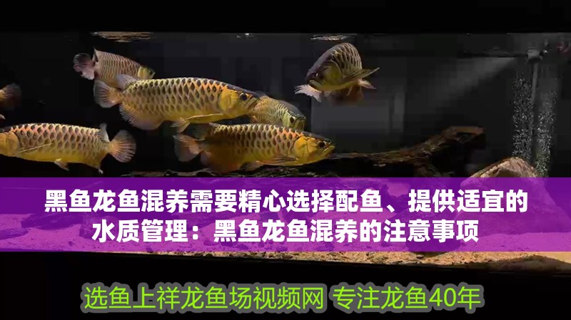 黑魚龍魚混養需要精心選擇配魚、提供適宜的水質管理：黑魚龍魚混養的注意事項