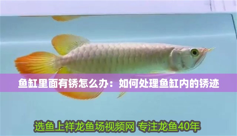 魚缸里面有銹怎么辦：如何處理魚缸內的銹跡