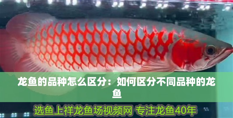 龍魚的品種怎么區分：如何區分不同品種的龍魚