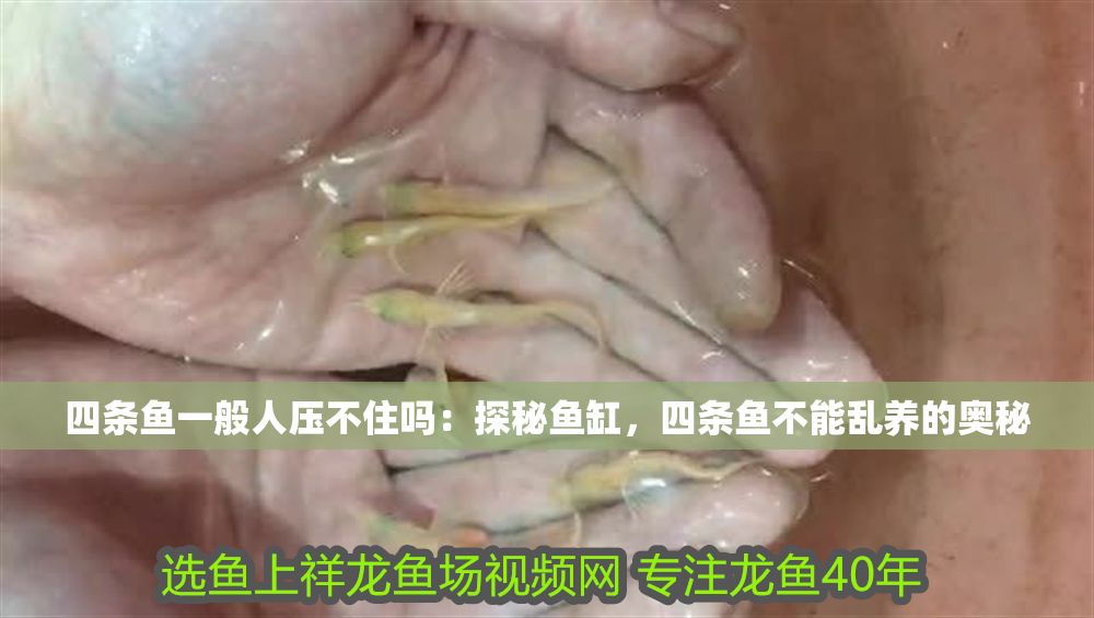 四條魚一般人壓不住嗎：探秘魚缸，四條魚不能亂養的奧秘
