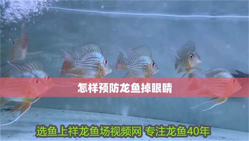 怎樣預防龍魚掉眼睛