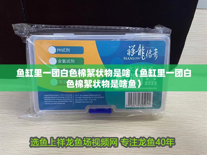 魚缸里一團(tuán)白色棉絮狀物是啥（魚缸里一團(tuán)白色棉絮狀物是啥魚）