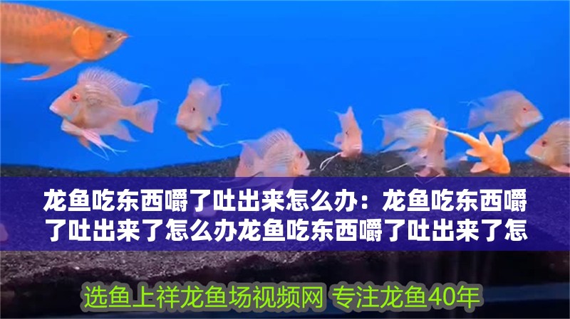 龍魚(yú)吃東西嚼了吐出來(lái)怎么辦：龍魚(yú)吃東西嚼了吐出來(lái)了怎么辦龍魚(yú)吃東西嚼了吐出來(lái)了怎么辦
