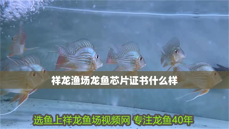 祥龍漁場龍魚芯片證書什么樣