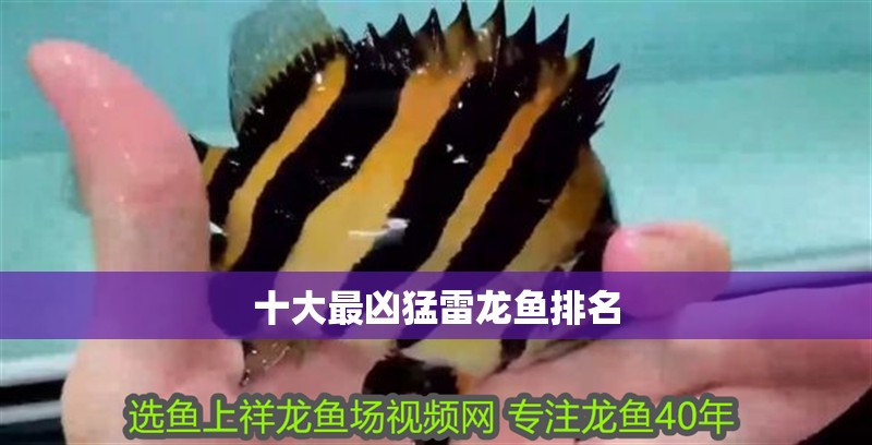 十大最兇猛雷龍魚(yú)排名 十大最兇猛雷龍魚(yú)排名 龍魚(yú)論壇