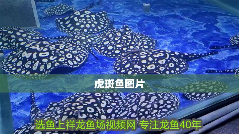 虎斑魚圖片