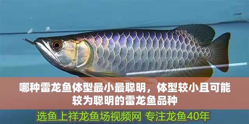 哪種雷龍魚體型最小最聰明，體型較小且可能較為聰明的雷龍魚品種