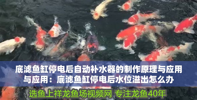 我的虎魚真菌感染了要怎么處理 底濾魚缸停電后自動補水器的制作原理與應用與應用:底濾魚缸停電后水位溢出怎么辦 魚缸百科 底濾魚缸停電后自動補水器的制作原理與應用與應用:底濾魚缸停電后水位溢出怎么辦 底濾魚缸停電后自動補水器的制作原理與應用與應用:底濾魚缸停電后水位溢出怎么辦 魚缸百科