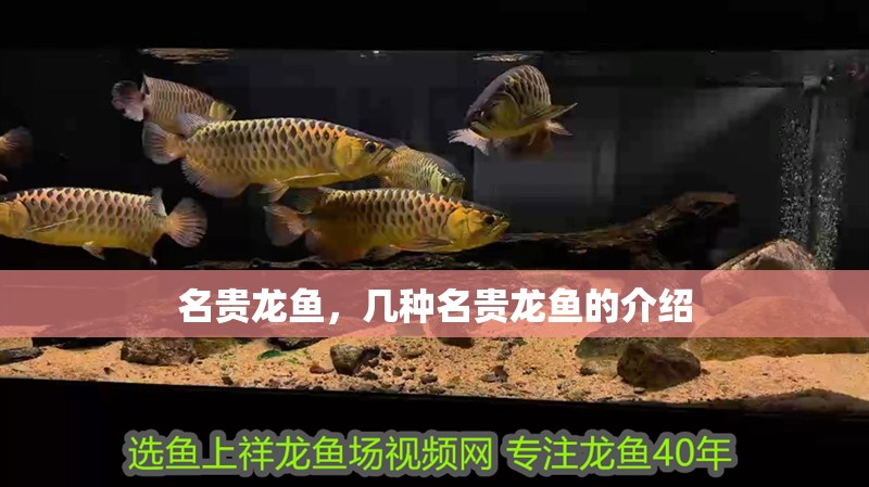魚缸用增氧泵價格是多少:魚缸增氧機-xtrac增氧機-xtrac增氧機 名貴龍魚,幾種名貴龍魚的介紹 龍魚百科 名貴龍魚,幾種名貴龍魚的介紹 名貴龍魚,幾種名貴龍魚的介紹 龍魚百科
