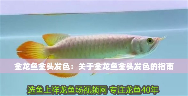 金龍魚金頭發色：關于金龍魚金頭發色的指南 金龍魚金頭發色：關于金龍魚金頭發色的指南 龍魚百科