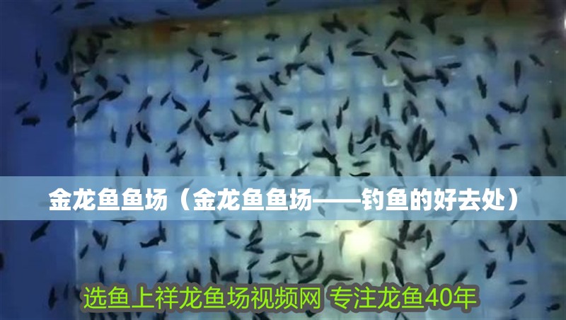 金龍魚(yú)魚(yú)場(chǎng)（金龍魚(yú)魚(yú)場(chǎng)——釣魚(yú)的好去處）