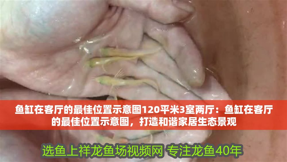 魚缸在客廳的最佳位置示意圖120平米3室兩廳：魚缸在客廳的最佳位置示意圖，打造和諧家居生態景觀