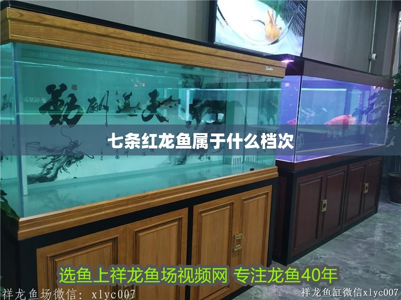 七條紅龍魚屬于什么檔次