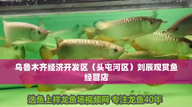 烏魯木齊經(jīng)濟開發(fā)區(qū)（頭屯河區(qū)）劉辰觀賞魚經(jīng)營店