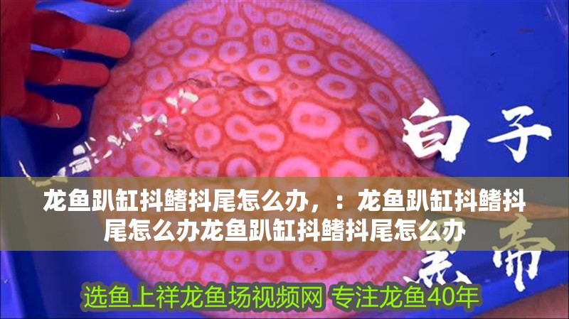 龍魚趴缸抖鰭抖尾怎么辦，：龍魚趴缸抖鰭抖尾怎么辦龍魚趴缸抖鰭抖尾怎么辦