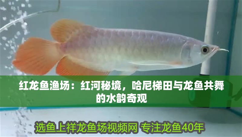 紅龍魚漁場(chǎng)：紅河秘境，哈尼梯田與龍魚共舞的水韻奇觀