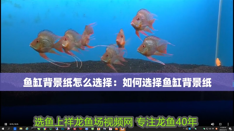 魚缸背景紙?jiān)趺催x擇：如何選擇魚缸背景紙