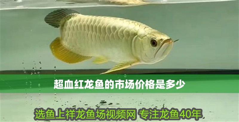 超血紅龍魚的市場價格是多少