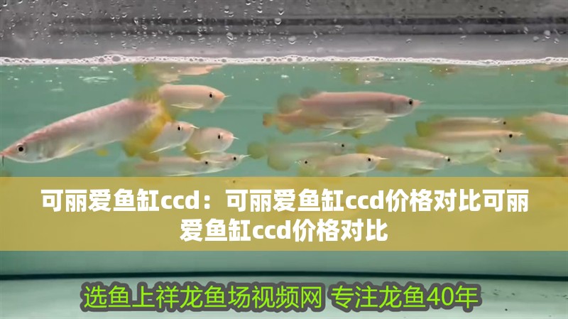魚缸過濾器選購指南:自制魚缸過濾器魚缸上置過濾器對于養魚愛好者的必備知識 可麗愛魚缸ccd:可麗愛魚缸ccd價格對比可麗愛魚缸ccd價格對比 魚缸百科 可麗愛魚缸ccd:可麗愛魚缸ccd價格對比可麗愛魚缸ccd價格對比 可麗愛魚缸ccd:可麗愛魚缸ccd價格對比可麗愛魚缸ccd價格對比 魚缸百科