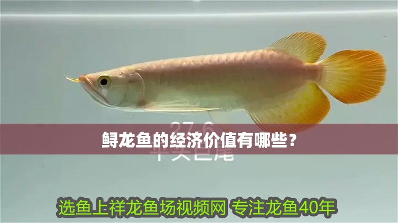 鱘龍魚的經濟價值有哪些？ 鱘龍魚的經濟價值有哪些？ 龍魚論壇