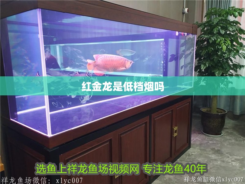 紅金龍是低檔煙嗎