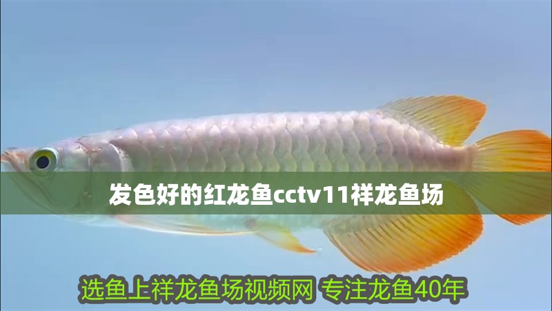 發色好的紅龍魚cctv11祥龍魚場 發色好的紅龍魚cctv11祥龍魚場 龍魚論壇