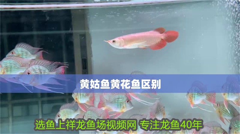 黃姑魚黃花魚區(qū)別