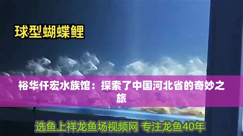 裕華仟宏水族館：探索了中國河北省的奇妙之旅 裕華仟宏水族館：探索了中國河北省的奇妙之旅 全國水族館企業名錄