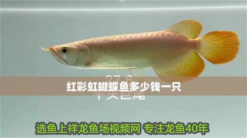 紅彩虹蝴蝶魚多少錢一只