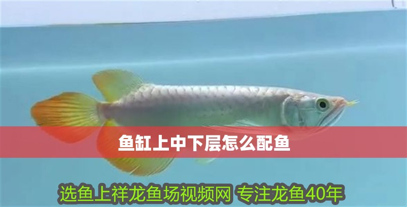魚缸造景先放沙還是先放水(魚缸造景先鋪沙還是先放石頭) 魚缸上中下層怎么配魚 龍魚論壇 魚缸上中下層怎么配魚 魚缸上中下層怎么配魚 龍魚論壇