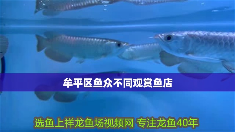 牟平區魚眾不同觀賞魚店