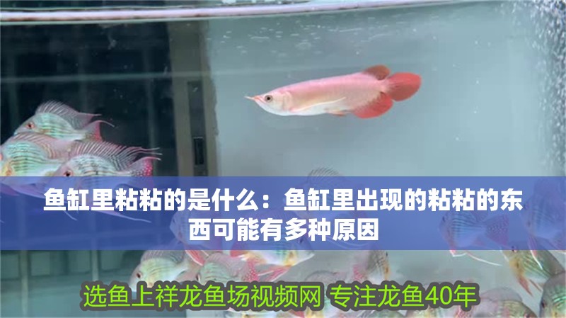 魚缸里粘粘的是什么：魚缸里出現的粘粘的東西可能有多種原因