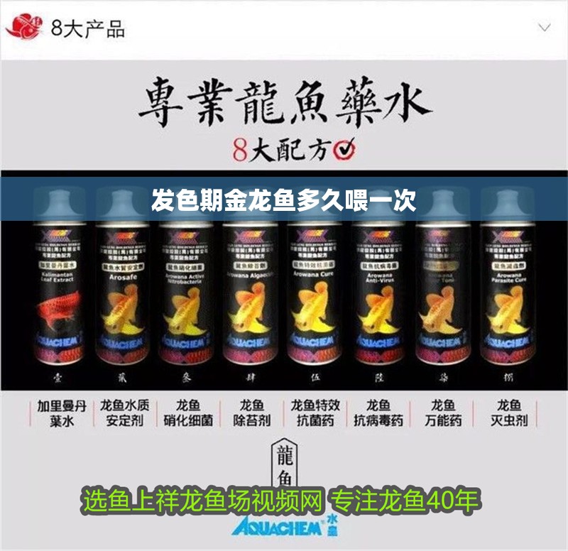 發色期金龍魚多久喂一次
