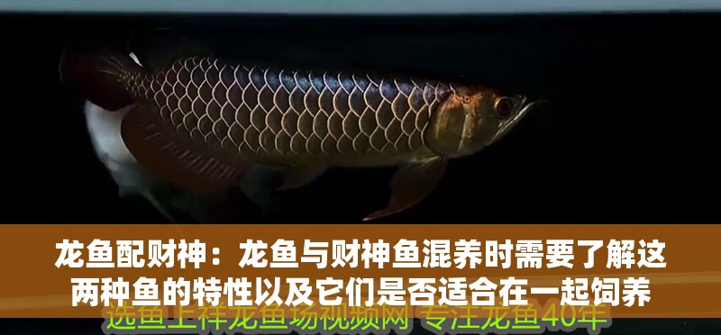 龍魚配財神：龍魚與財神魚混養時需要了解這兩種魚的特性以及它們是否適合在一起飼養
