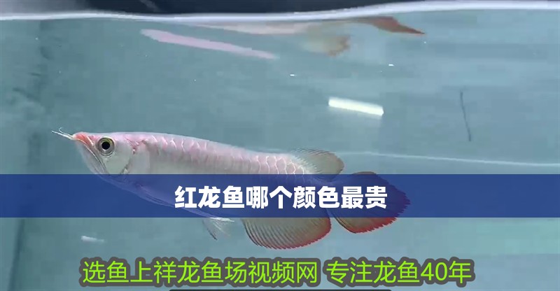 紅龍魚哪個顏色最貴
