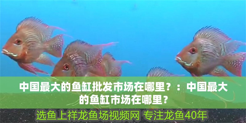 中國最大的魚缸批發(fā)市場在哪里？：中國最大的魚缸市場在哪里？