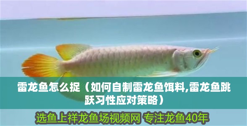 龍魚干蝦有營養嗎 雷龍魚怎么捉(如何自制雷龍魚餌料,雷龍魚跳躍習性應對策略) 龍魚百科 雷龍魚怎么捉(如何自制雷龍魚餌料,雷龍魚跳躍習性應對策略) 雷龍魚怎么捉(如何自制雷龍魚餌料,雷龍魚跳躍習性應對策略) 龍魚百科