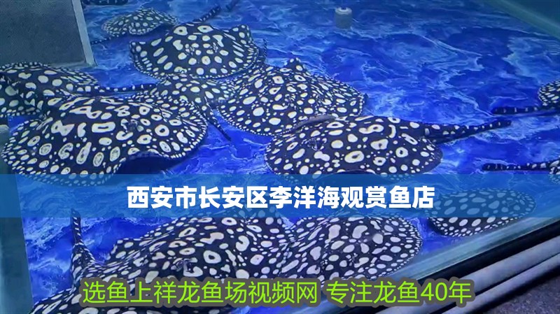 西安市長(zhǎng)安區(qū)李洋海觀賞魚店 西安市長(zhǎng)安區(qū)李洋海觀賞魚店 全國(guó)水族館企業(yè)名錄