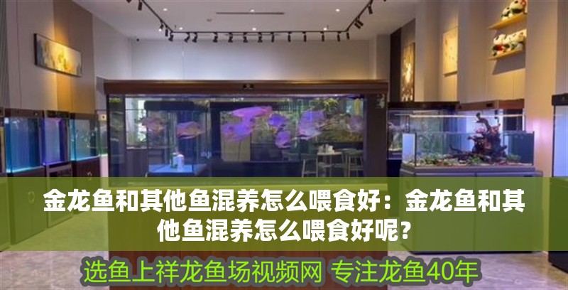 金龍魚和其他魚混養(yǎng)怎么喂食好：金龍魚和其他魚混養(yǎng)怎么喂食好呢？