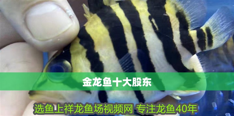 金龍魚十大股東